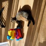 Picture of cat lost at Vigneux De Bretagne