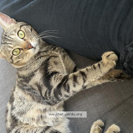 Photo 1/1 Jagu Chat lost in Longjumeau