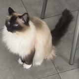 Picture of cat lost at Pontault Combault