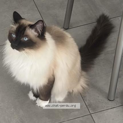 Photo 1/1 Ruben Chat lost in Pontault combault