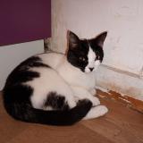 Picture of cat lost at Saint Brieuc