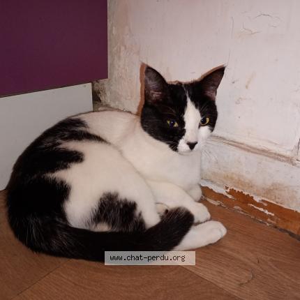 Photo 1/1 Meuhmeuh Chat lost in Saint brieuc