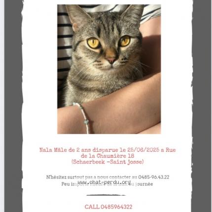 Photo 1/1 Nala Chat lost in Bruxelles
