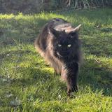 Picture of cat lost at Le Pecq