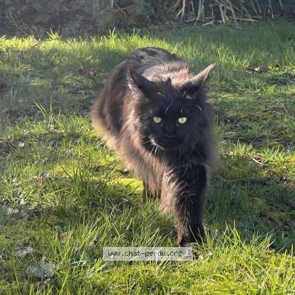 Photo 1/1 RHEA Chat lost in Le pecq