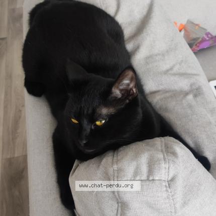 Photo 1/1 Stich Chat lost in Senlis