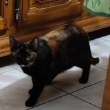 Picture of cat lost at Parempuyre