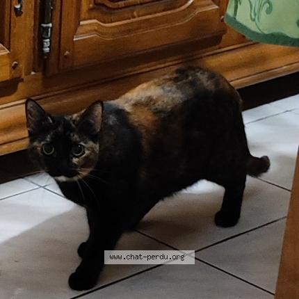 Photo 1/1 PLUME Chat lost in Parempuyre