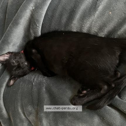 Photo 1/1 Ponpon Chat lost in Vidauban