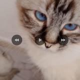 Picture of cat lost at Les Esterets Du Lac Montauroux