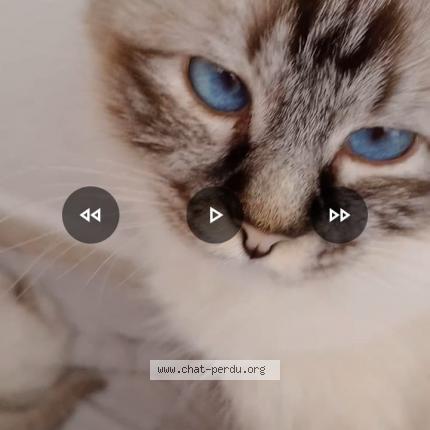 Photo 1/3 Lea Chat lost in Les esterets du lac montauroux