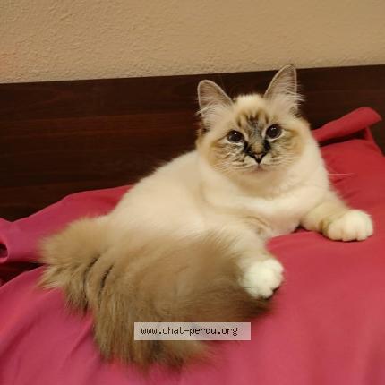 Photo 2/3 Lea Chat lost in Les esterets du lac montauroux