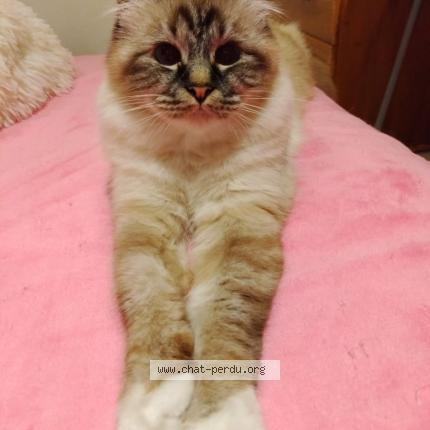 Photo 3/3 Lea Chat lost in Les esterets du lac montauroux