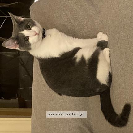 Foto van vermiste kat in Schaerbeek
