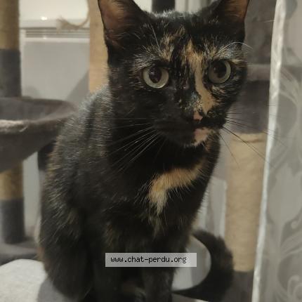 Photo 1/1 Athéna Chat lost in Pont a mousson