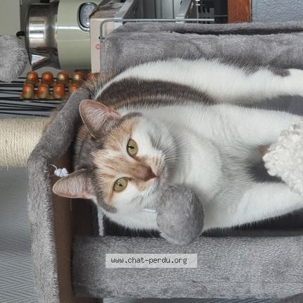 Photo 1/1 Lylho Chat lost in Soligny la trappe