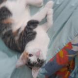 Picture of cat lost at Roubaix