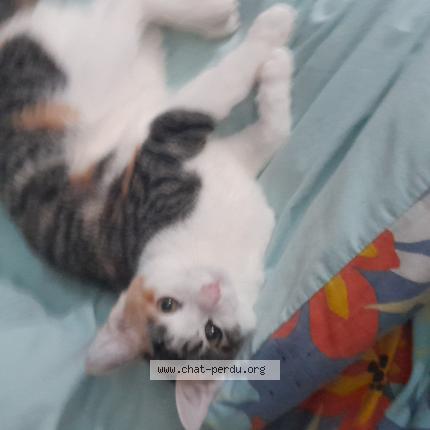 Photo 1/1 Chichi Chat lost in Roubaix