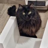 Picture of cat lost at Remilly Sur Tille