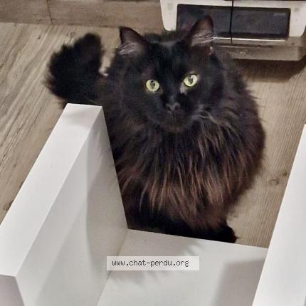 Photo 1/1 Chanelle Chat lost in Remilly sur tille