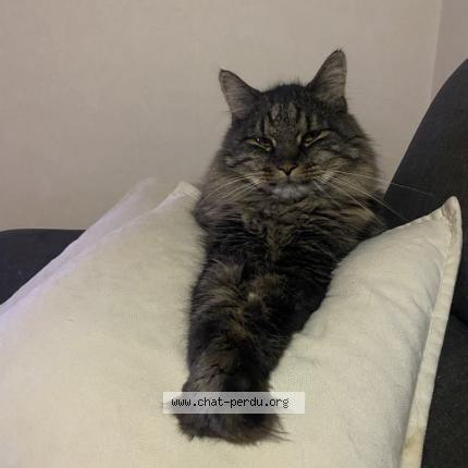 Photo 1/1 Dizzy Chat lost in Kintzheim