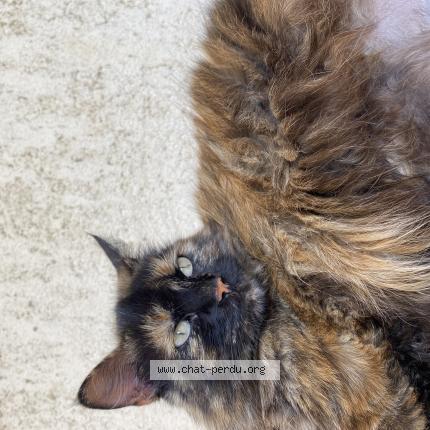 Photo 1/1 Puikpuik nom de naissance Prune Chat lost in Prunelli di fiumorbo