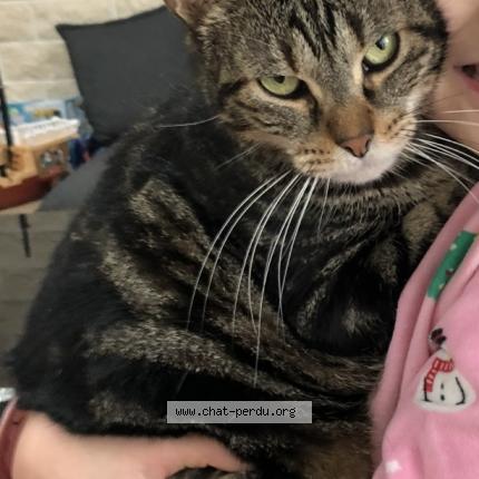 Photo 1/1 Mooky Chat lost in Saint germain des pres