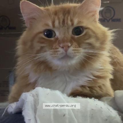 Photo 1/1 Moustache Chat lost in Chateaudun