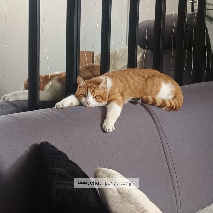 Photo 1/2 Nougat Chat lost in Sevran