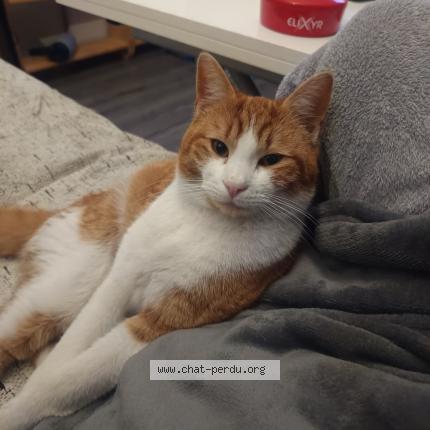 Photo 2/2 Nougat Chat lost in Sevran