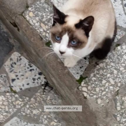 Photo 1/1 Piksou Chat lost in Village redjaouna