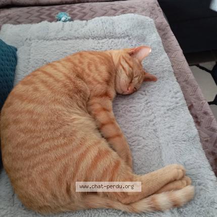 Photo 1/1 Zo&eacute; Chat lost in Toul