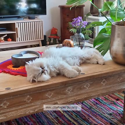 Photo 1/1 SORGHO Chat lost in Mouries