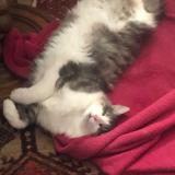 Picture of cat lost at Le Gue D Allere