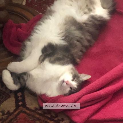 Photo 1/1 toby Chat lost in Le gue d allere