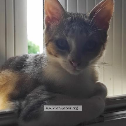 Photo 1/1 Charly Chat lost in Xanton chassenon