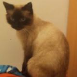 Picture of cat lost at Pont De Metz