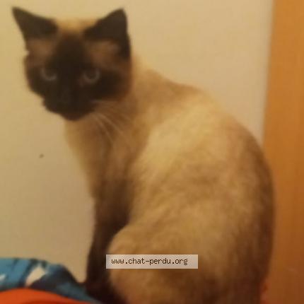 Photo 1/1 Simba Chat lost in Pont de metz