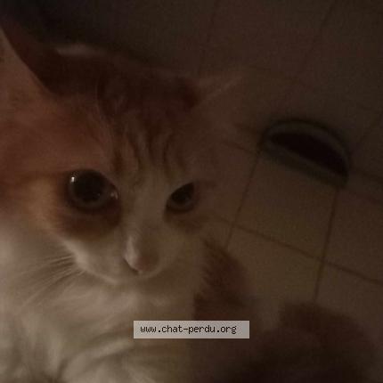 Photo 1/1 Luna Chat lost in Cadillac sur garonne