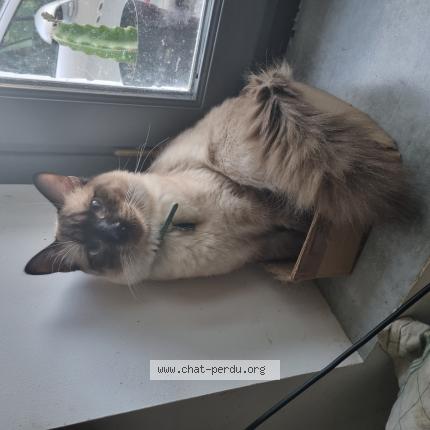 Photo 1/1 Cat reunited Lost in Mont