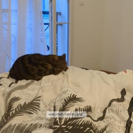 Photo 1/1 Pixel Chat lost in Chambly