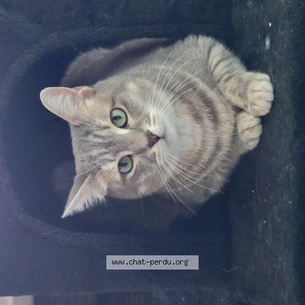 Photo 1/1 arobase Chat lost in Subligny