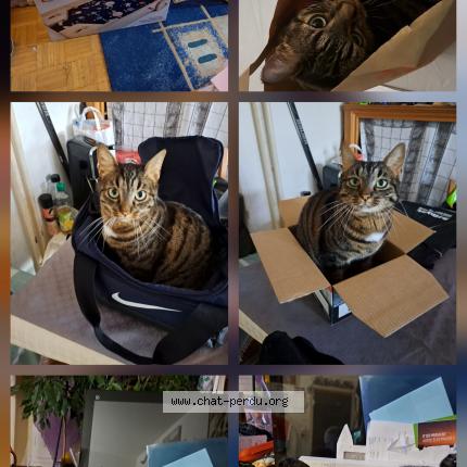 Foto einer verlorenen Katze in Renens Vd