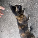 Picture of cat found at Yzeure