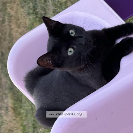 Photo 1/1 Yuna Chat lost in Simandre