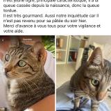 Picture of cat lost at Monteux