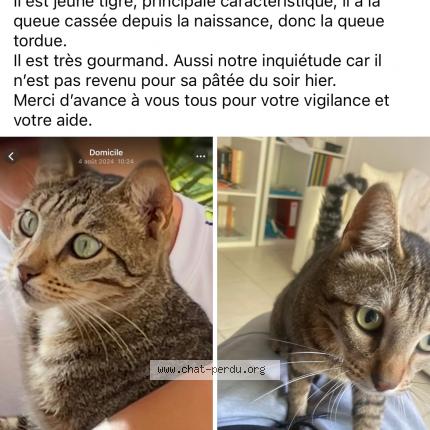 Photo 1/1 Yoda Chat lost in Monteux