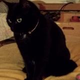 Picture of cat lost at Tenay