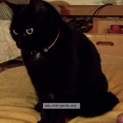 Photo 1/1 Carbone Chat lost in Tenay