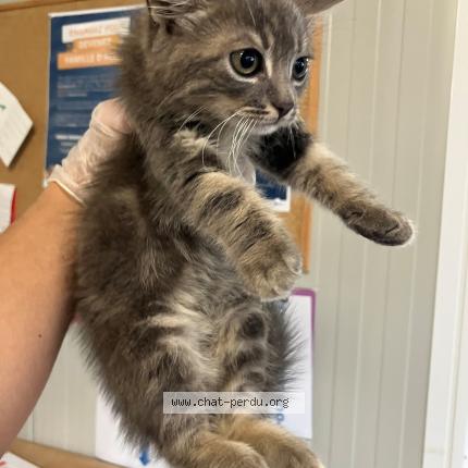 Photo 1/1 Found cat Found in Roubaix